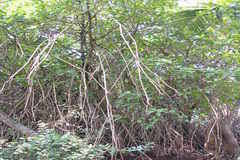 Rhizophora mucronata